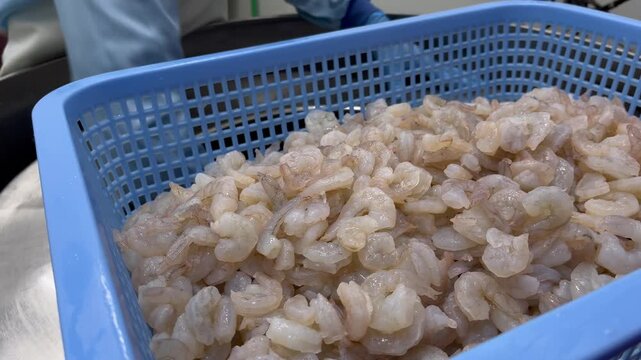 Dewatered shrimp being transferred into an industrial mixer during food manufacturing operations. Ingredient handling process supporting seafood filling production, batch preparation, and large-scale 