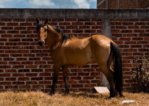 Hacienda el caballo