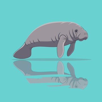 Large Gray Manatee Swimming Underwater.