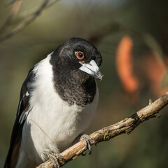 Fototapeta premium The pied butcherbird is a songbird native to Australia also known as Cracticus nigrogularis.