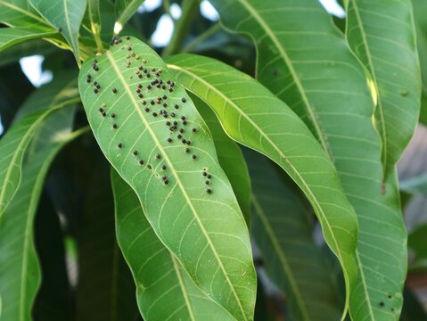 Close-up shot of green mango tree leaves showing signs of insect infestation or disease, featuring numerous small black and brown galls or pest spots on the leaf surface