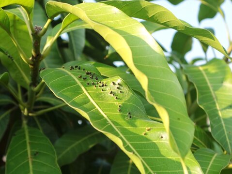 caterpillar on leafClose-up shot of green mango tree leaves showing signs of insect infestation or disease, featuring numerous small black and brown galls or pest spots on the leaf surface