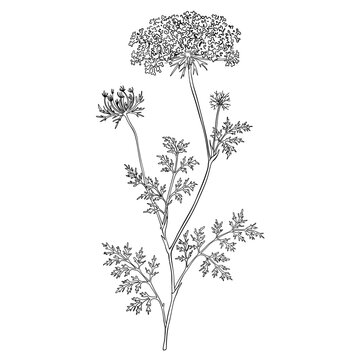 Wild Carrot Flower Line Art, Queen Anne&rsquo;s Lace Botanical Illustration, Daucus Carota Plant Drawing, Hand Drawn Floral Outline Illustrations