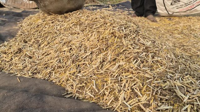 Threshed Mustard Seeds Mixed with Dry Leaves and Straw Husks