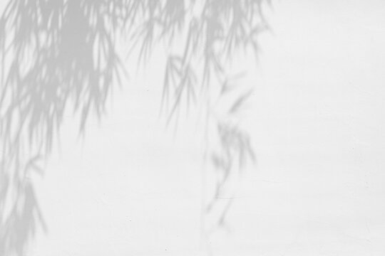 The shadow of bamboo on the white wall