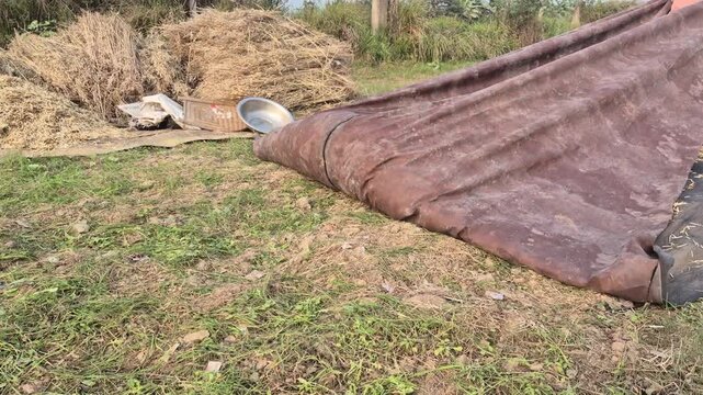 Farmer Pulling Sack to Gather Threshed Mustard Seeds
