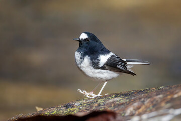 Fototapeta premium Little forktail (Enicurus scouleri)