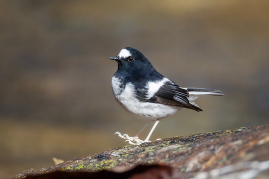 Little forktail (Enicurus scouleri)