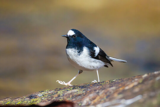 Little forktail (Enicurus scouleri)