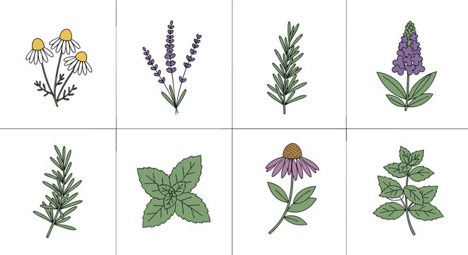 Medicinal herb and wildflower icon collection with chamomile lavender rosemary mint and echinacea for botanical design