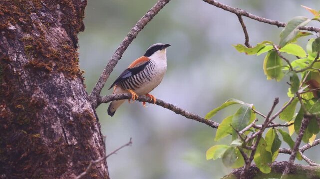 Himalayan cutia (Cutia nipalensis)