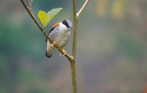Himalayan cutia (Cutia nipalensis)