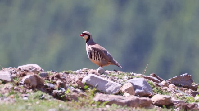 Chukar (Alectoris chukar)
