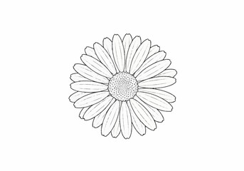 Detailed Line Art Drawing of a Single Daisy Flower Blossom. © Nuri