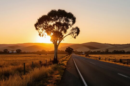 Australian country road at sunset. Golden light shines on hills and dry grass. Lone tree silhouetted against warm sky. Peaceful rural landscape.