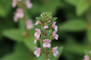 Obraz premium Close view of a motherwort plant stem with small pink flowers. Serrated leaves and green buds are visible on the stalk. Softly blurred green background adds depth.