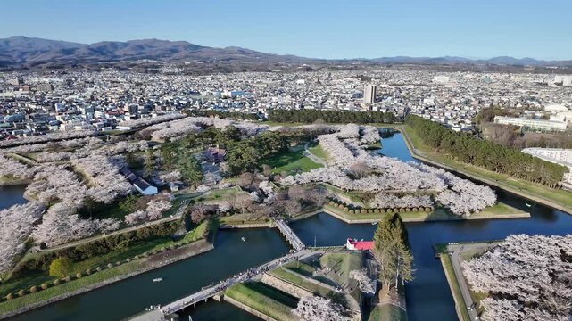 HAKODATE, JAPAN. Blooming sakura trees covering historic fort landscape April 25 2026