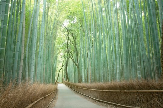 京都 嵐山の竹林の小径
