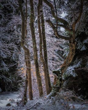 Winter forest trees covered in fresh snow