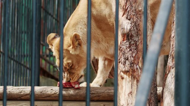 Lioness eating raw meat inside a zoo enclosure, strong natural light, visible metal bars in foreground