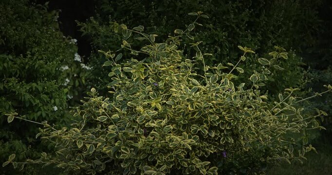 Euonymus fortunei. The shrub features vibrant green leaves with broad, striking golden-yellow margins. The foliage is dense, glossy, and leathery.