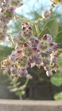 Clusters of Calotropis Procera (Giant Milkweed) Flowers Blooming in the Wild