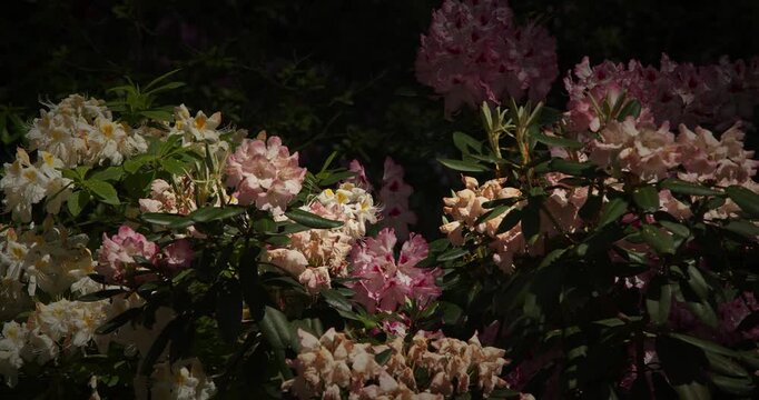 Delicate White and Pink Rhododendron Mix Under Shadows