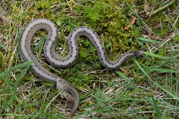 Obraz premium Looking down on the back of a Dekay's Snake (Storeria dekayi) resting in a mix of grass and moss. The pale stripe and pairs of spots help identify this common, nonvenomous snake. 