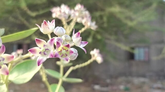 Close Up of Calotropis Procera (Giant Milkweed) Flowers Swaying in the Wind Against a Blurred Rural Background