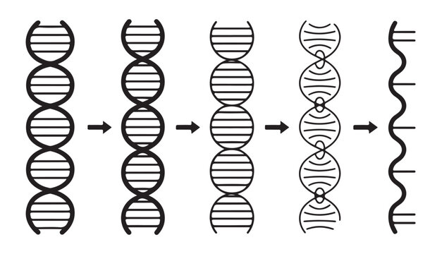 Diagram showing process of dna molecule separation illustrated with black outline graphics.