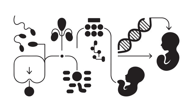 Human reproductive development process and biological fertilisation steps vector illustration.