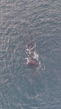 cola de ballena