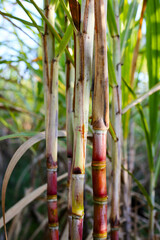 Obraz premium Sugarcane stalks growing in the field.