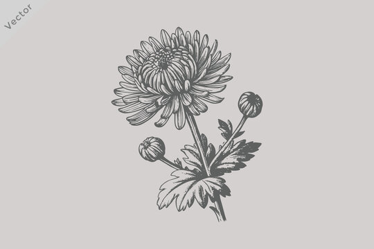 Asters set hand drawn sketch Flowers vector illustration. beautiful summer flowers of violet Aster isolated on white background for luxury floral design