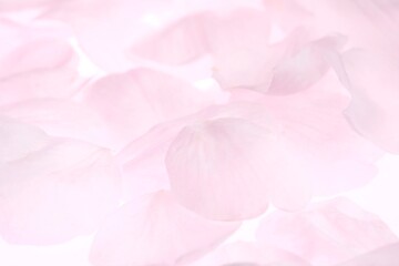 Fototapeta premium 白背景のソメイヨシノの桜の花と花びら