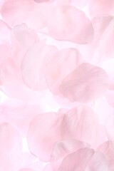 Fototapeta premium 白背景のソメイヨシノの桜の花と花びら
