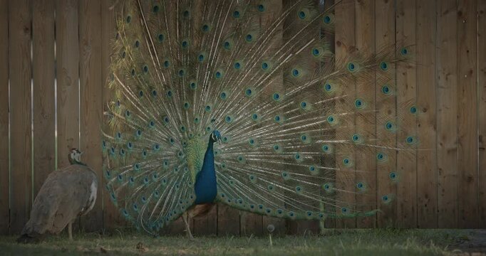 peacock fluffs up his tail and dances in front of the female. Indian Peacock Has Iridescent Blue And Green Plumage. Indian Peafowl Walk Outdoor. All Species Have Crest Atop Head. Pavo Cristatus, Blue