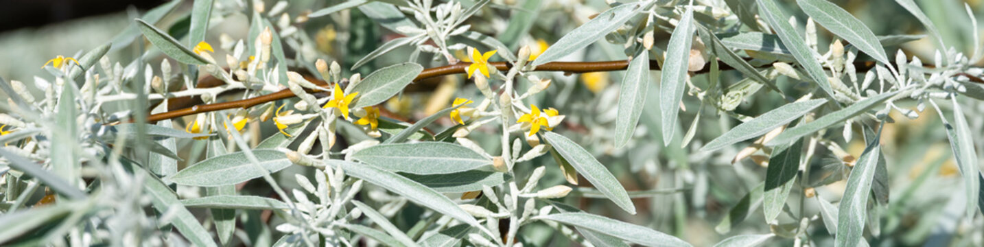Yellow flowers blooming amid silvery green leaves on Russian Olive, Elaeagnus Angustifolia, Wild Olive tree, classified as a noxious weed in Eastern Washington
