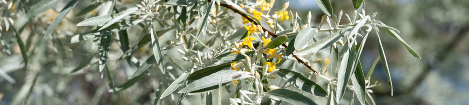 Yellow flowers blooming amid silvery green leaves on Russian Olive, Elaeagnus Angustifolia, Wild Olive tree, classified as a noxious weed in Eastern Washington
