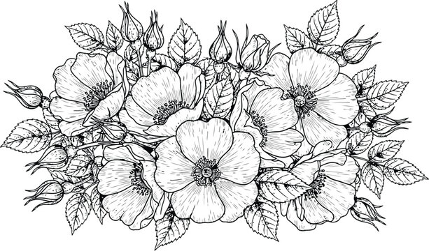 Botanical line drawing of wild rose flowers and buds with leaves in a symmetrical arrangement for graphic design backgrounds