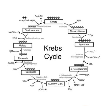 Krebs cycle diagram citric acid cycle cellular respiration biology illustration
