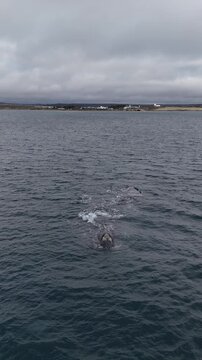 whales in puerto madryn ecocentro