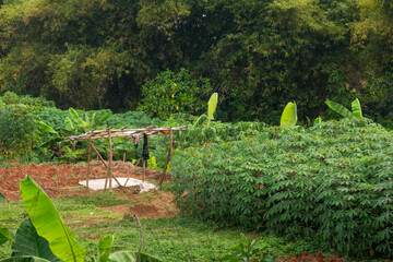 Obraz premium Lush greenery fills the frame with vibrant tropical plants