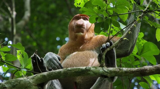 large male proboscis monkey sits on a tree branch in Borneo