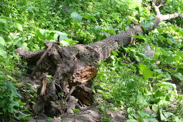 Obraz premium An old, rotten tree lies in the grass, toppled by a hurricane