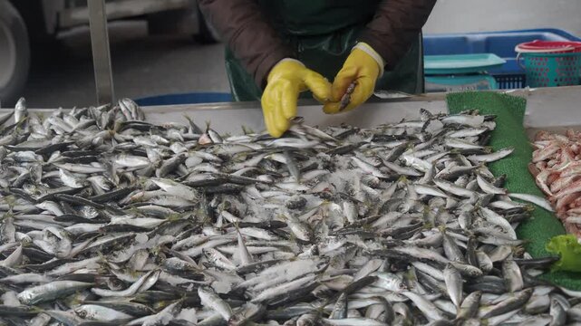 Fish market activity in early morning hours