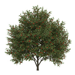 Fototapeta premium an ultra-detailed photorealistic hawthorn bush with lush emerald foliage and bright red spherical berries, isolated against a transparent studio background, top-down view. concept for botanical