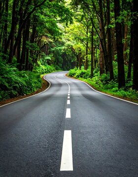 A winding road through a lush forest with vibrant green trees