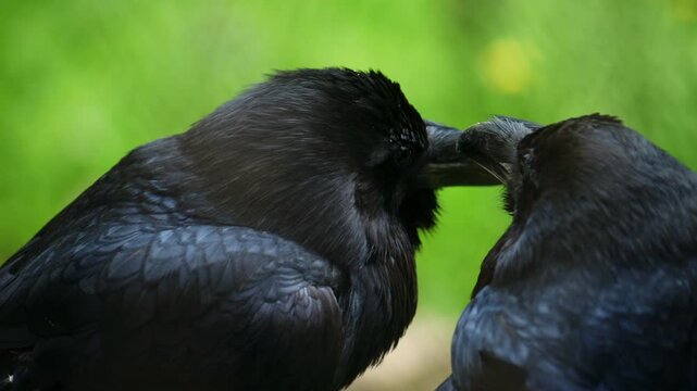 Two black ravens perched on a wooden branch, glossy dark feathers with subtle blue highlights, facing each other