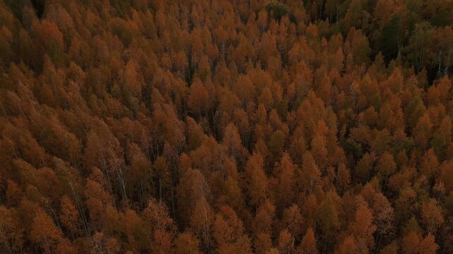 Drone footage of dense autumn birch and mixed forest canopy with orange and brown foliage, shot from above in the Ural Mountains region, Russia, natural background